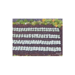 Gr�nne k�lplanter, 220 stk. Skala 1/87