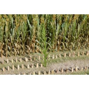 Majsplanter, grnne. 50 stk.