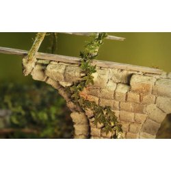 Planter og ukrudt, fototset. Type A