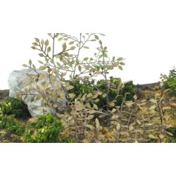 Planter og ukrudt, fototset. Type C