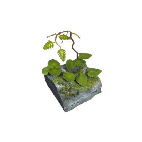 Jungleplanter, fotoætset. Type C