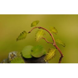 Jungleplanter, fototset. Type C