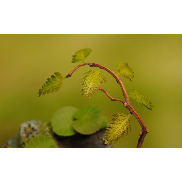 Jungleplanter, fototset. Type C