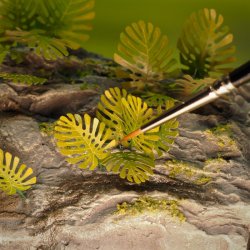 Jungleplanter, fototset. Type D