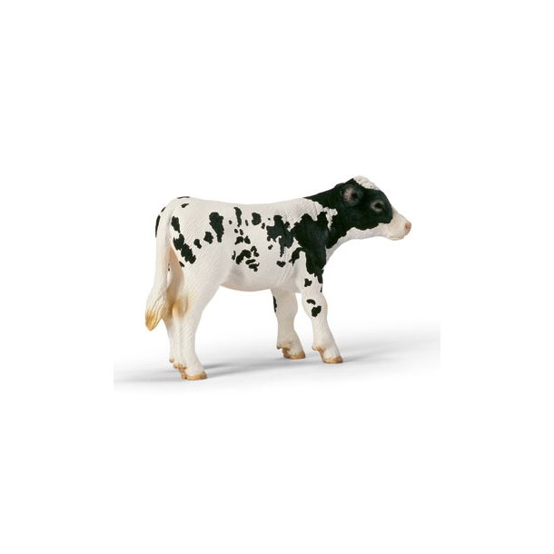 Holstein Kalv