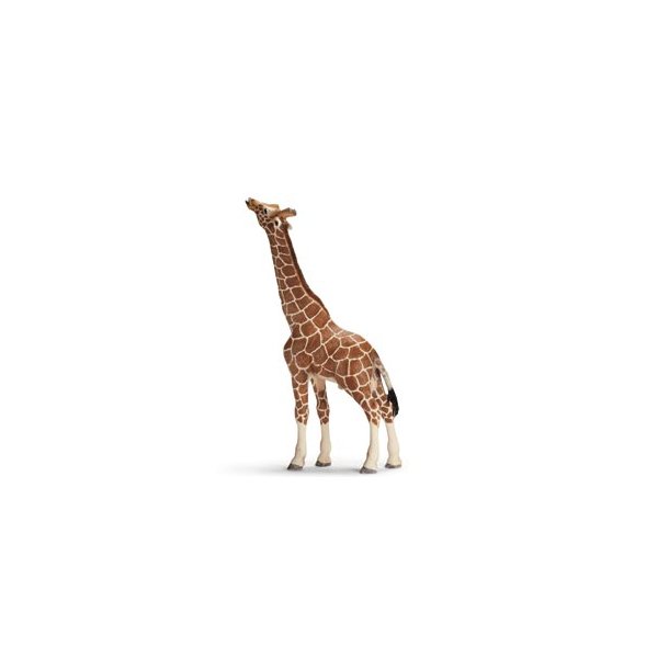Giraf Han