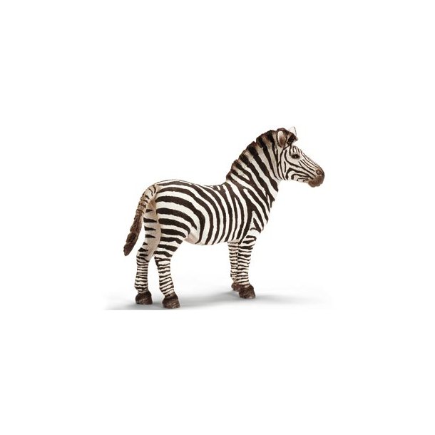 Zebra Han