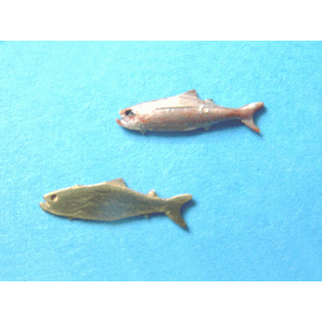 Sild, 5 stk. Skala 1/40 - 1/50